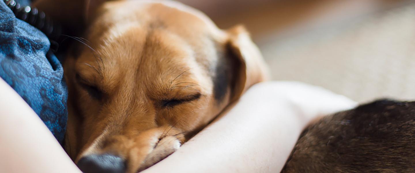 Sleeping with Pets: Benefits and Risks | Sleep Foundation