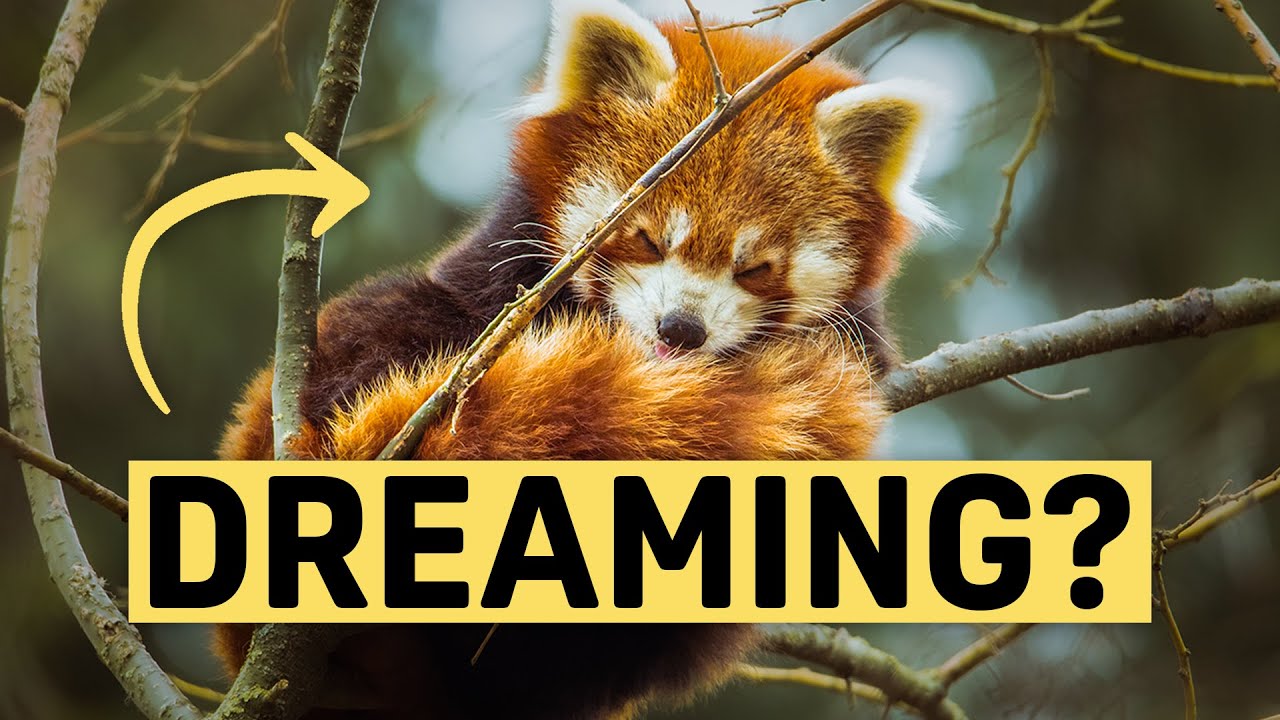 How Do Different Animals Sleep? | Sleep Foundation How Do Different Animals Sleep? | Sleep Foundation