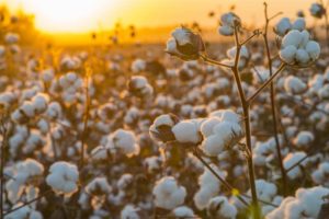 Bamboo Vs. Cotton Sheets