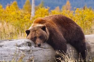 grizzly bear taking a nap on a log