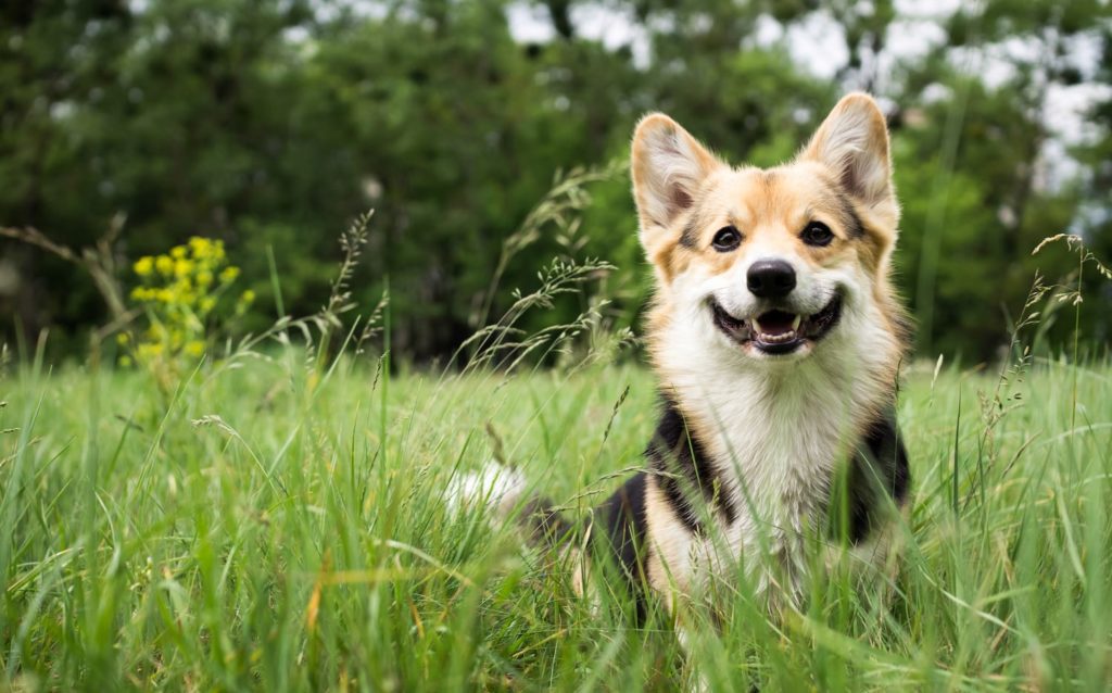 Can Dogs Have Melatonin? Dog outside