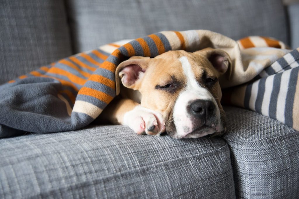 Dog sleeping on couch with blanket