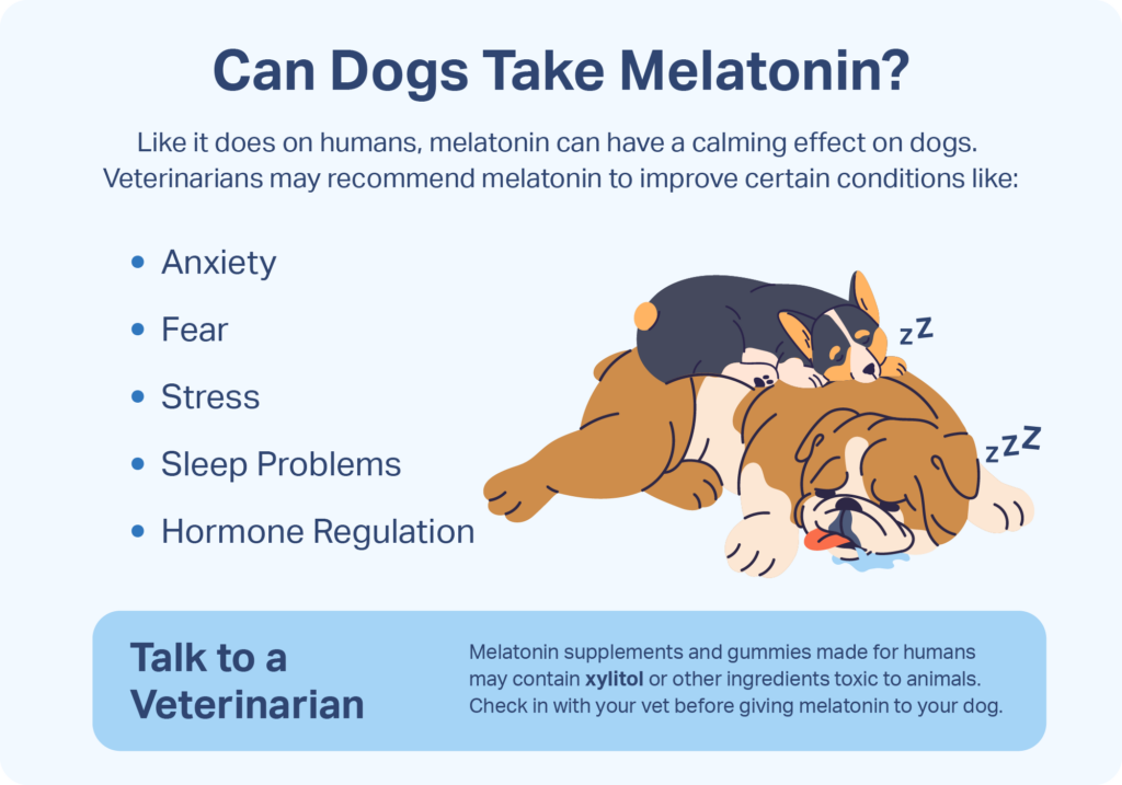 Graphic reminding you to speak to a vet before giving a dog melatonin. 