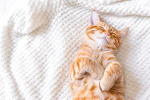 How Many Hours Do Cats Sleep