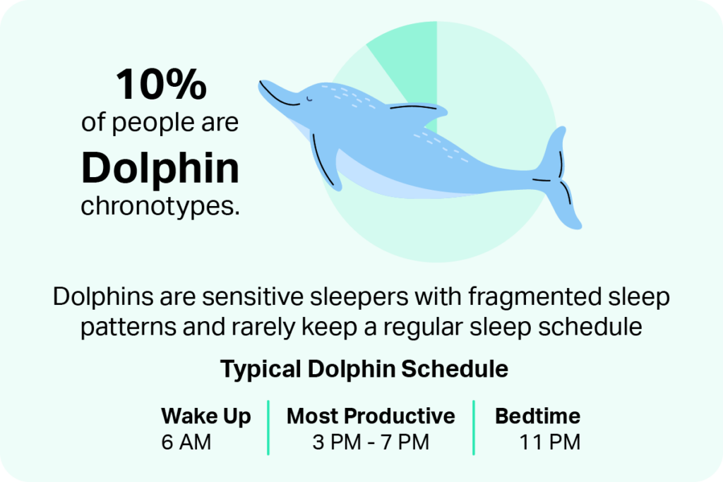 Dolphins are sensitive sleepers with fragmented sleep patterns and rarely keep a regular sleep schedule. 