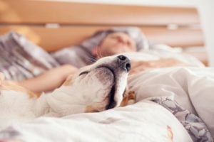 Dog sleeping in a bed with person