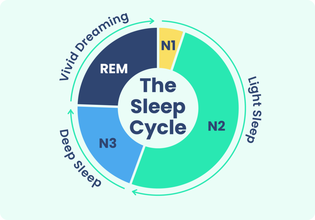 The sleep cycle goes through stages of light sleep, deep sleep, and active REM sleep. 