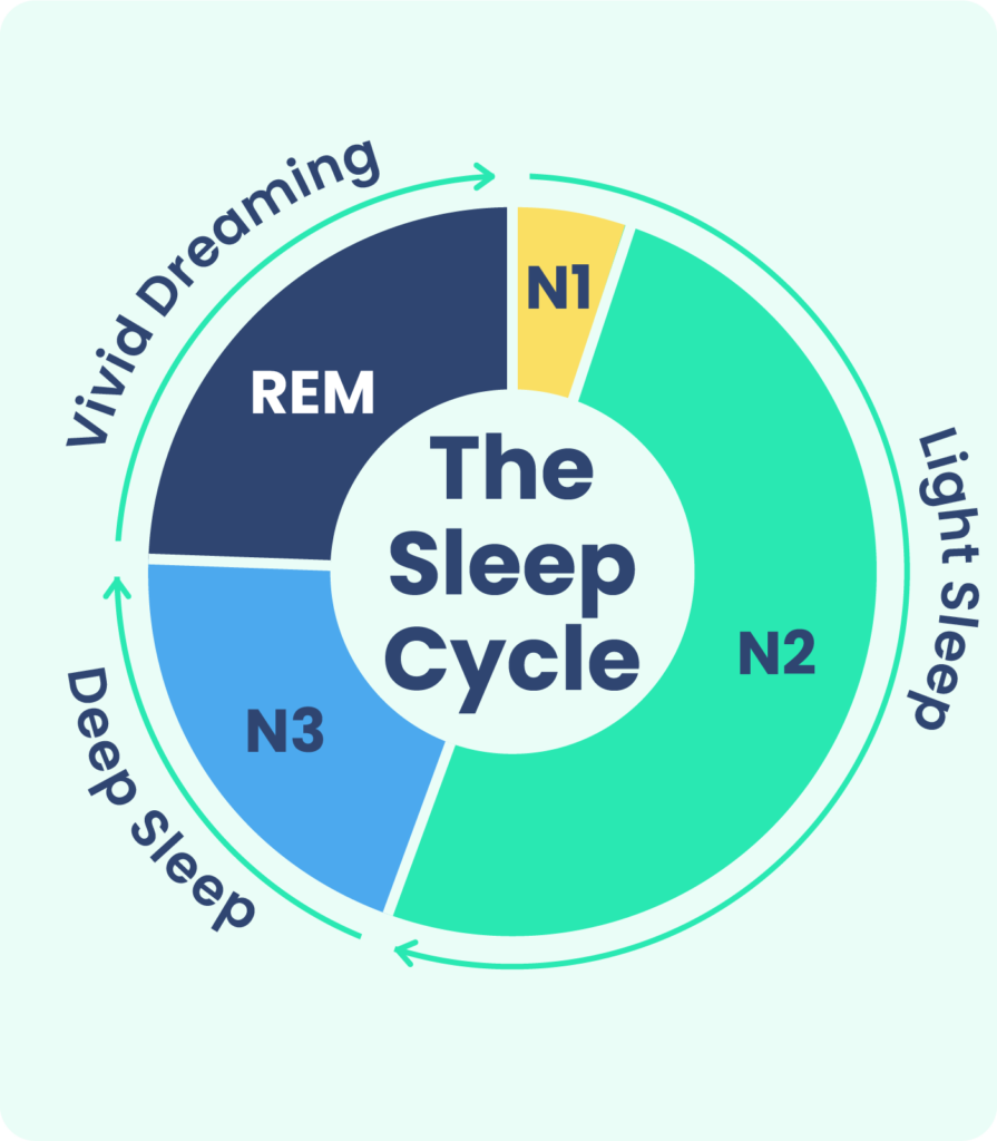 The sleep cycle goes through stages of light sleep, deep sleep, and active REM sleep.