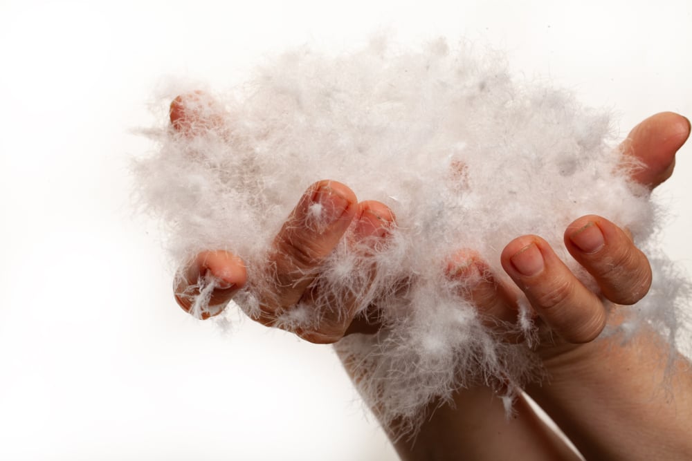 Woman's hands full of goose down feathers on a white background