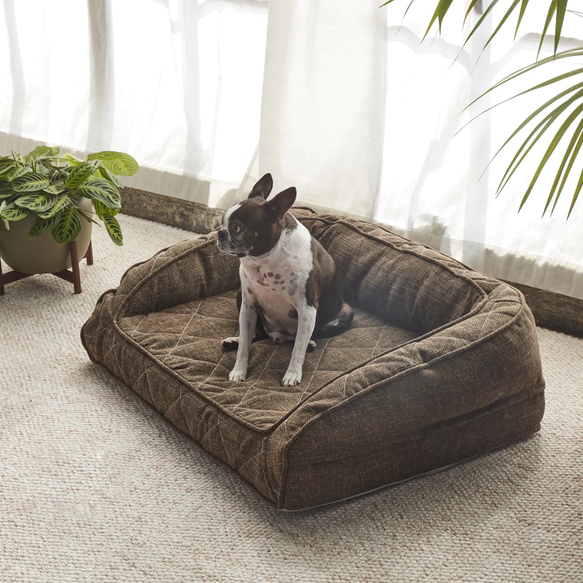 Best Dog Beds of 2023 Sleep Foundation