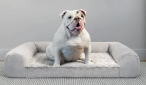 Best Dog Beds of 2026 Best Dog Beds of 2026