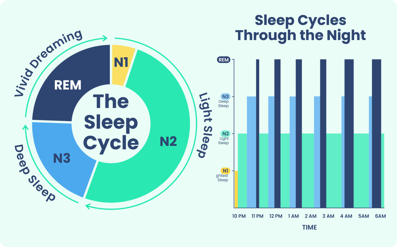 The sleep cycle goes through stages of light sleep, deep sleep, and active REM sleep.