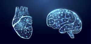 image of heart and brain