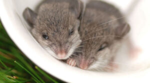 Despite Disturbing Each Other’s Sleep, Mice Refuse Sleep Divorces